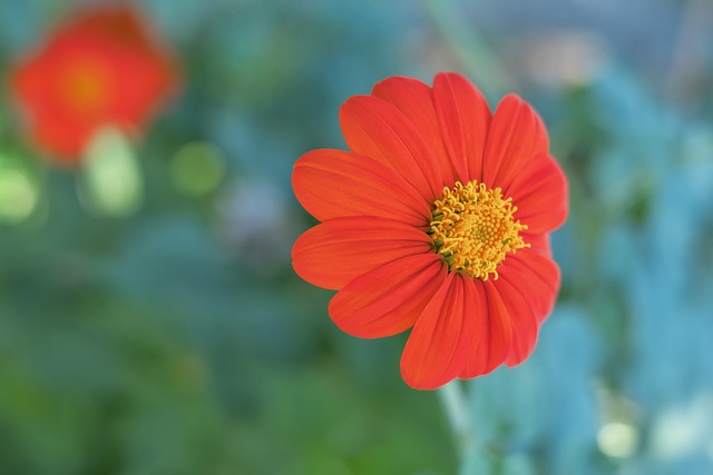 凤凰稳了？过去8次常规赛对阵跳伞蚁，凤凰7胜1负